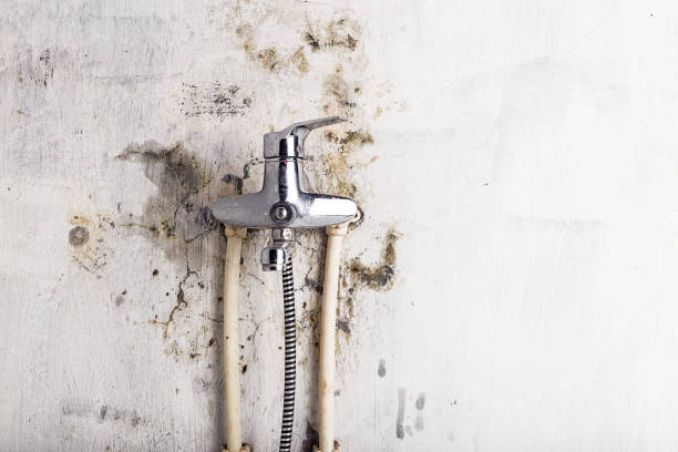 Trusted Key West, FL Mold Removal Experts