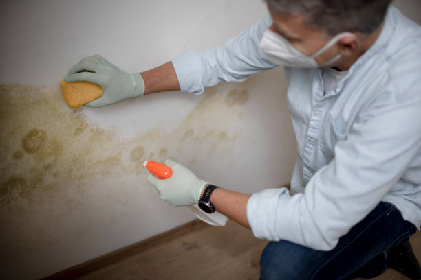 Best Residential Mold Removal  in Key West, FL