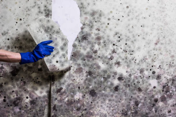 Crawl Space Mold Removal in Key West, FL