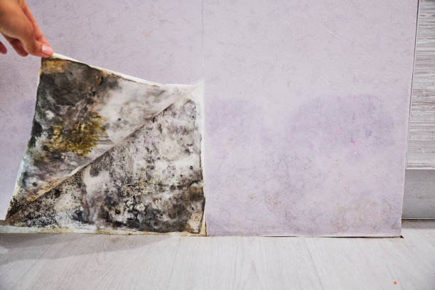 Best Local Mold Removal Service  in Key West, FL